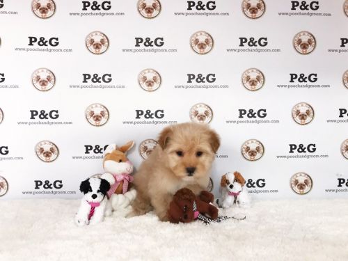 MALSHI - JOHN - MALE