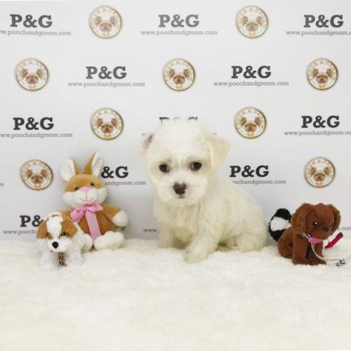 Malshi - Penny - Female