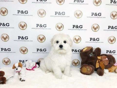 Malshi - Mark - Male