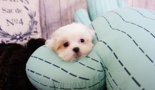 Malshi Puppy – Female - Chloe ($1,200)