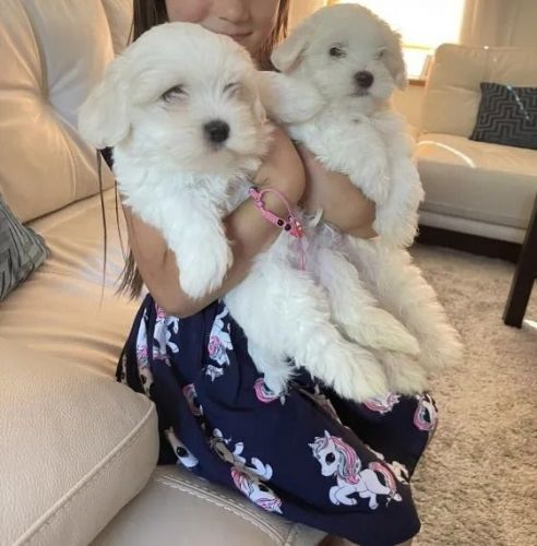 Pure Breed Maltese puppies