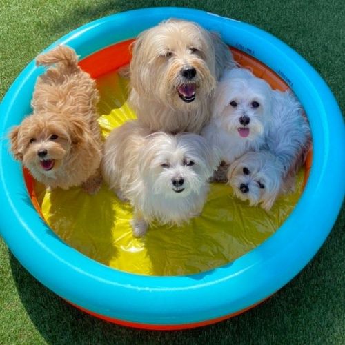 We have Gorgeous Maltese puppies available