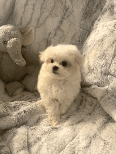 Maltese Puppies for sale in Beverly Hills, CA, USA. price: $1,500