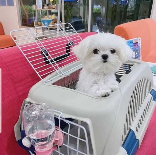 Fashionable AKC Maltese puppies ready