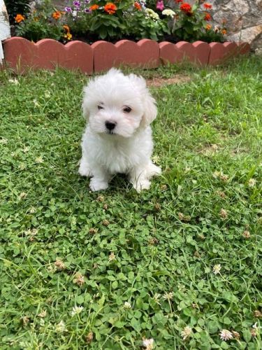 Gorgeous Maltese puppies
