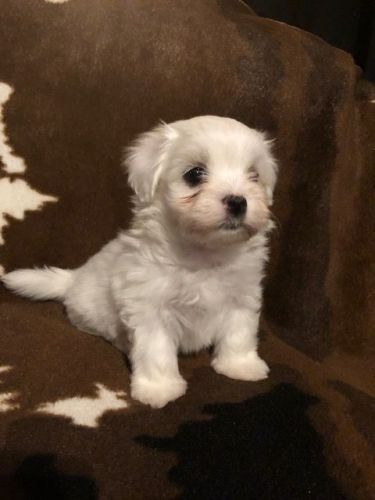 CKC Male Maltese