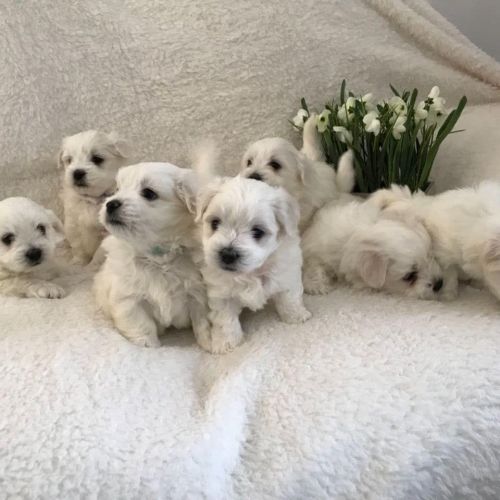 Adorable maltese puppies