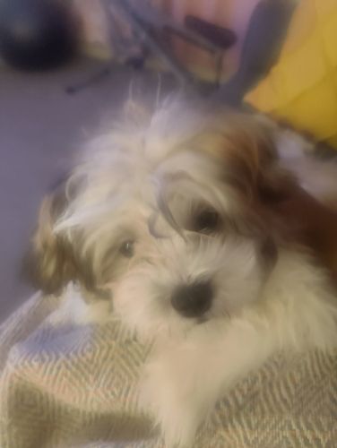 6mths old teddy bear dog,very friendly and playful.