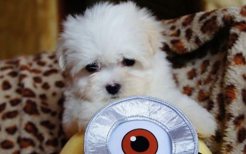 Maltese Puppies for sale in Hawthorne, CA 90250, USA. price: $1