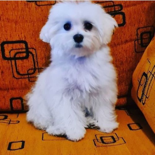 Cute Maltese puppies