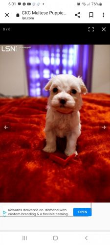 CKC Maltese Puppies