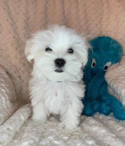 Adorable Maltese