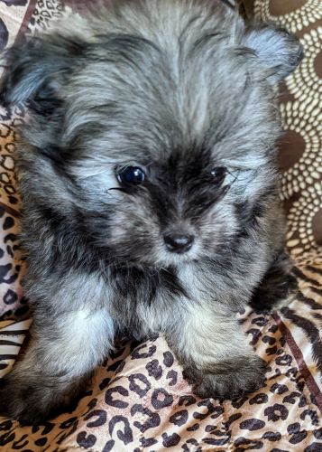 Maltese Puppies for sale in Rock Hill, SC, USA. price: NA
