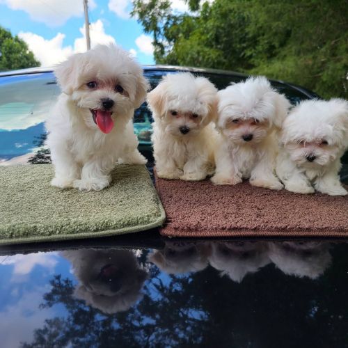 Maltese Puppies For Sale