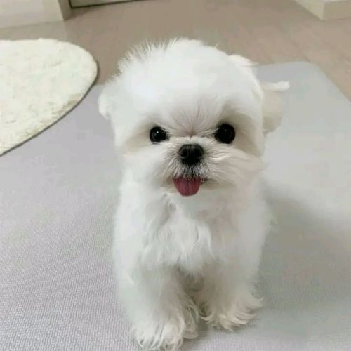 Maltese Puppies for sale in Los Angeles, CA, USA. price: $500
