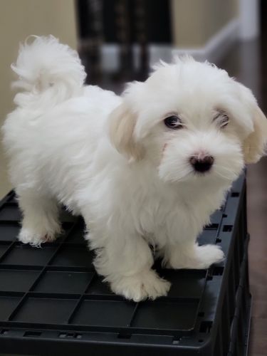 Maltese 10 weeks old