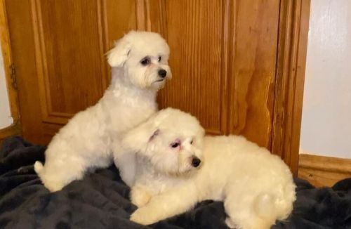 Maltese Puppies for sale in Charleston, SC, USA. price: $300
