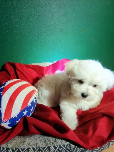 Adorable 7week old Maltese puppies