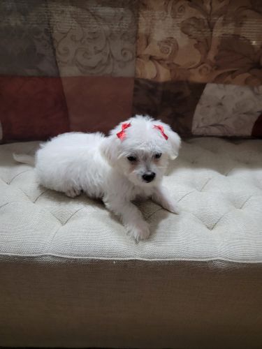 Maltese Puppies for sale in Hemet, CA, USA. price: $399