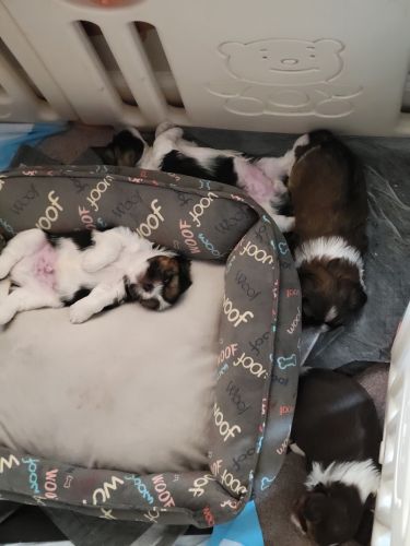 Maltese standard size