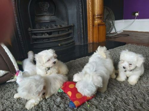 Maltese puppies for sale