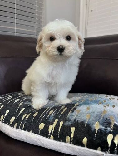 MALTESE PUPPIES