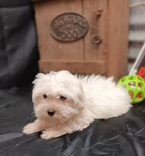 FEMALE Maltese Puppy