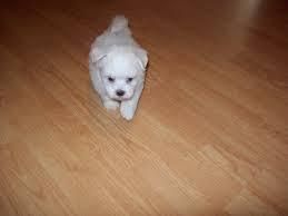 maltese pups for adoption