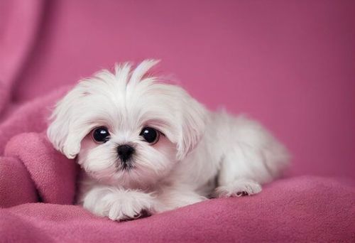TINY MALTESE PUPPIES