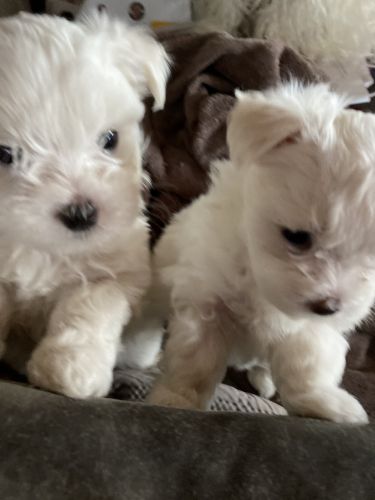 Maltese puppies for sale in Michigan