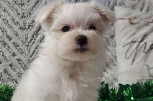 Maltese puppies set for new homes now.