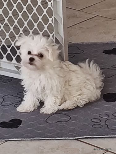Maltese Puppies for sale in Fulton, MO 65251, USA. price: $600