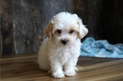Beautiful Maltipoo Puppies