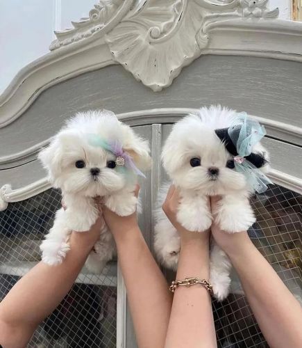 teacup maltese puppy