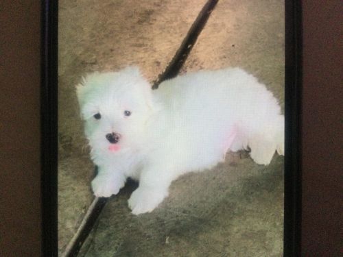 Maltese Puppies for sale in Stockton, CA, USA. price: $700