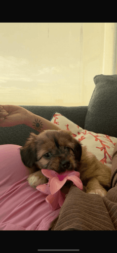 terrier mixed maltese