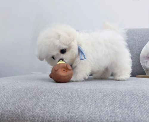 Lovely home maltase for adoption