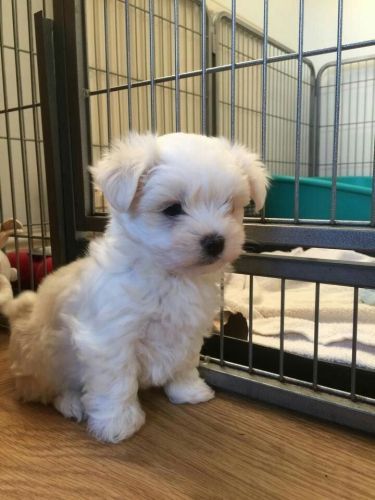 Gorgeous Maltese