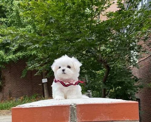 Teacup Maltese puppies