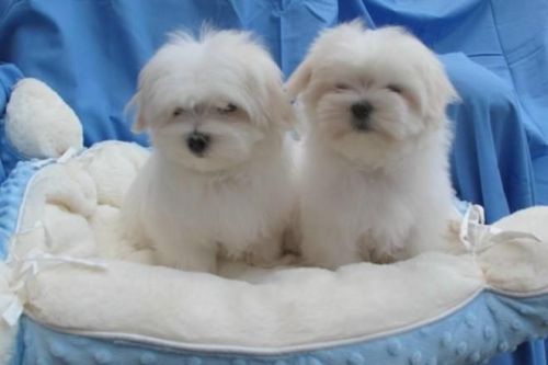 Gorgeous Maltese Puppies Available.