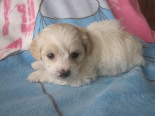 Tiny Maltese Maltese Gorgeous!!-8-weeks