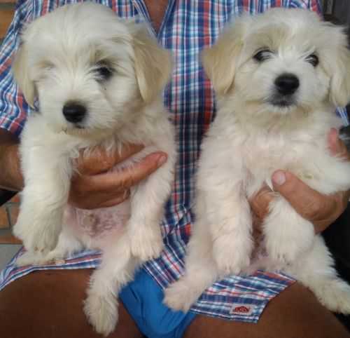 Maltese Puppies for sale in Bloemfontein, South Africa. price: 2,500 ZAR
