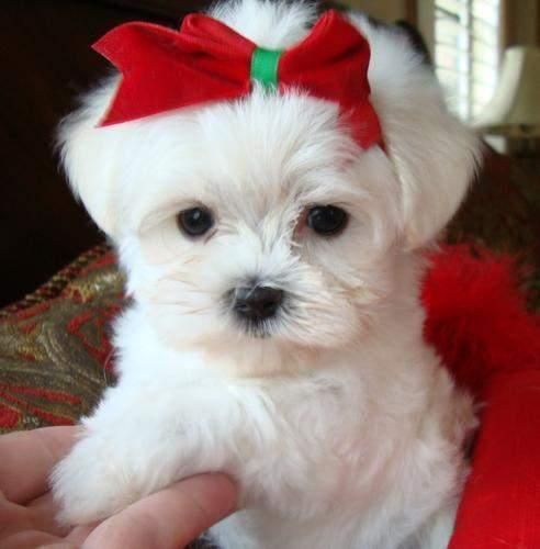 Registered Maltese Puppies