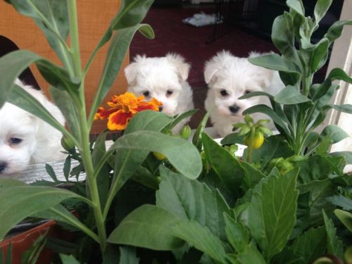 Purebred Maltese Puppies Available