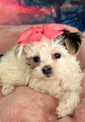 Hadley (Malshi Puppy)