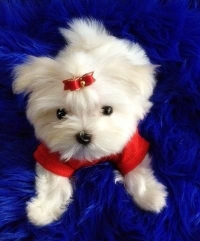 Snow white Mini Maltese female