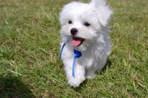 Gorgeous White Maltese Puppies.(***) ***-***4
