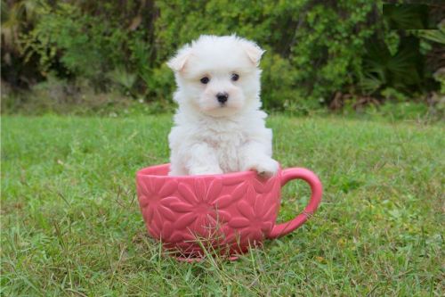 Maltese Puppies for sale in North Charleston, SC, USA. price: NA