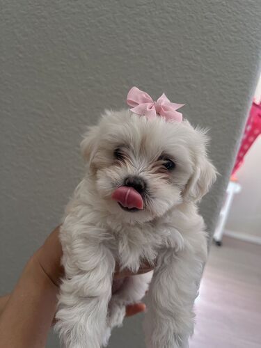 Maltese puppy’s