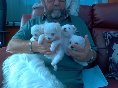 home train maltese puppies for a new home